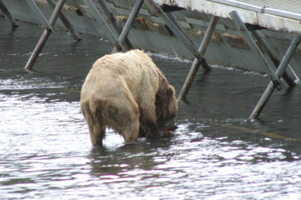 Bear Viewing Kodiak Island Alaska